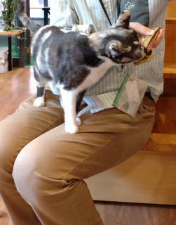 cat.jpg